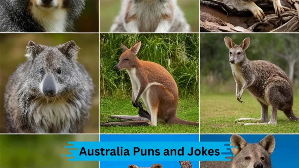 Aussie Wildlife Wonders