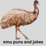 Emu Puns and Jokes