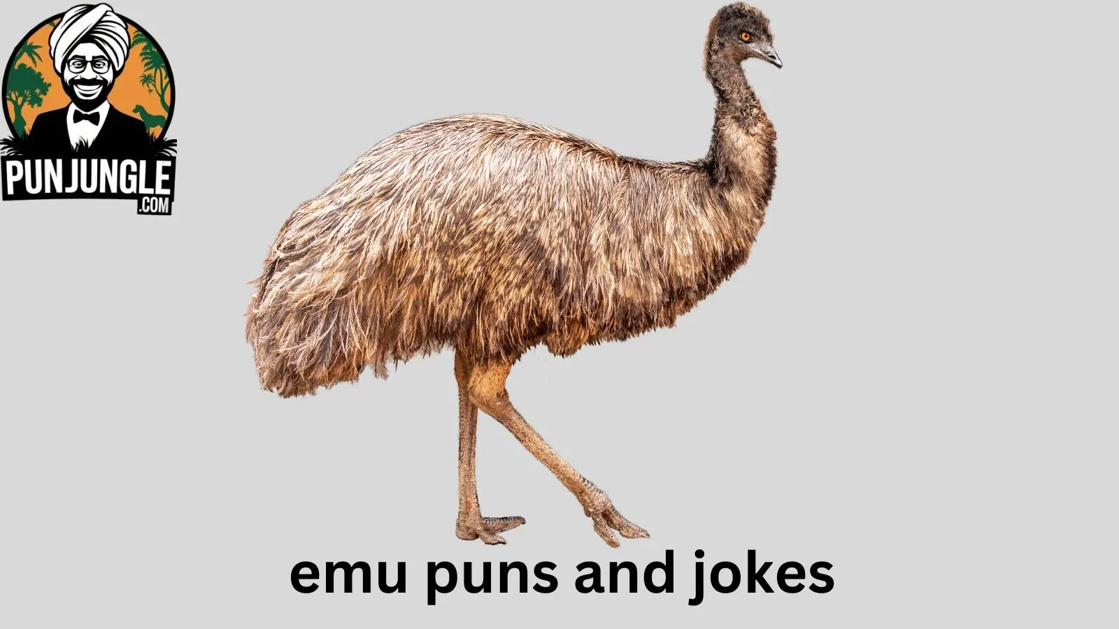 Emu Puns and Jokes