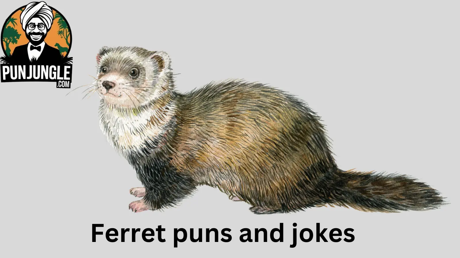 Ferret puns and jokes