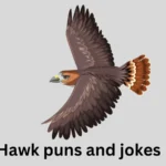 Hawk puns and jokes